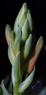 Aloe Blossum