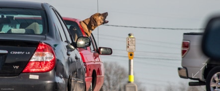 Dog barking at car from his own car