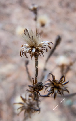 dried flower in the wild