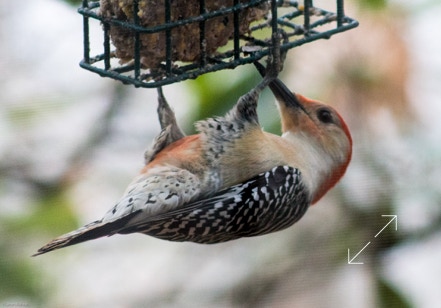 Red-bellied woodpecker on suet feeder.