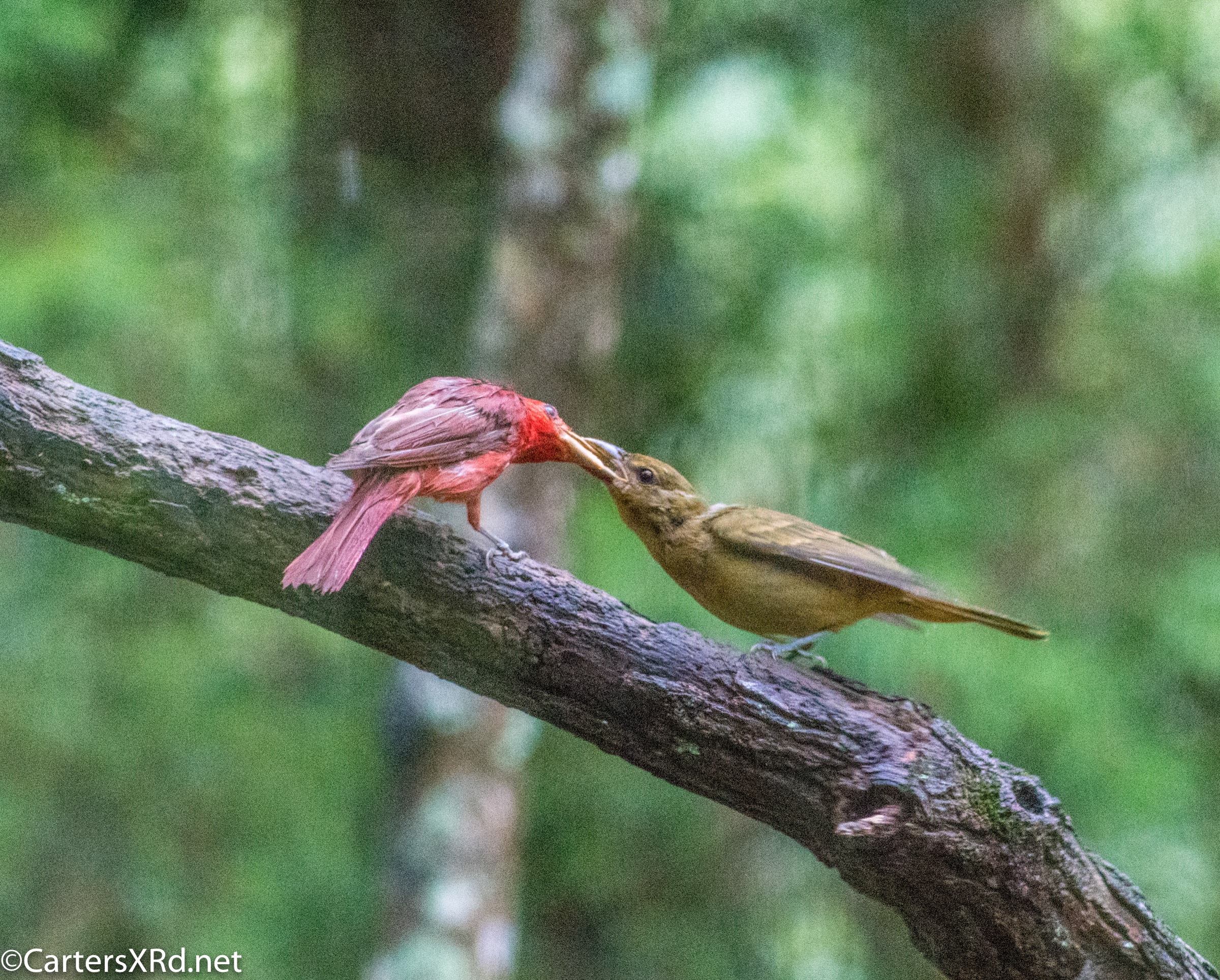 Tanager Dad feeds fledgling