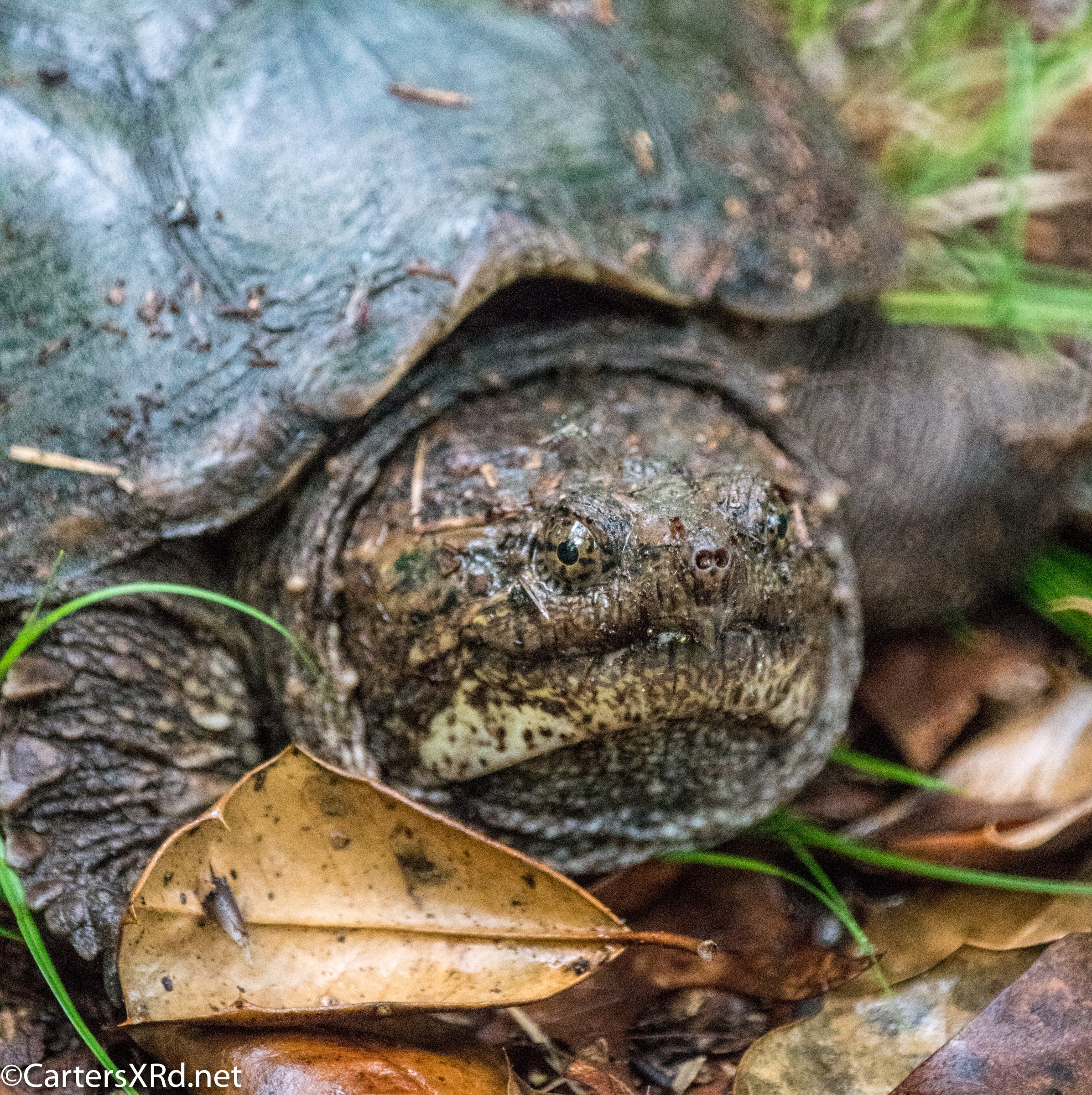 Snapper laying eggs